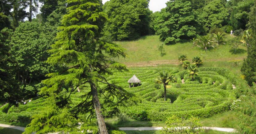 A hedge maze in Cornwall owned by the National Trust