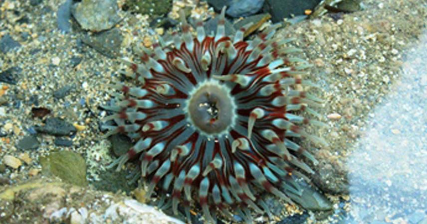 Close up shot of nature in a rockpool in Cornwall