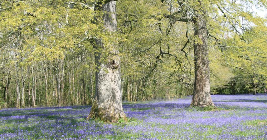 Blue wildflowers in a filed with two large trees in Cornwall.