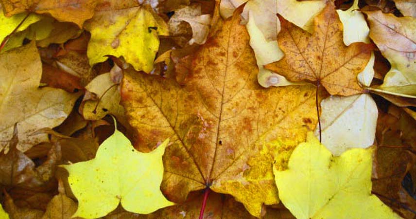 Close up of autumn leaves on the floor in a variety of autumnal colours.