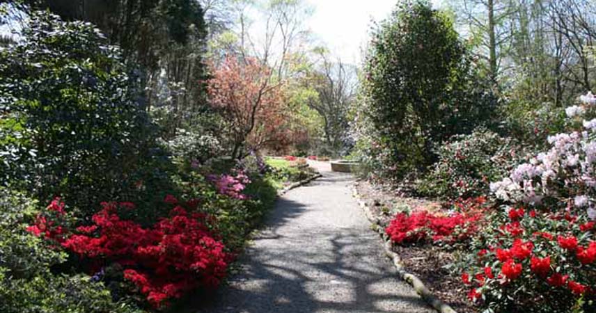 Path at Trewithen gardens, flanked by colourful flowers either side.