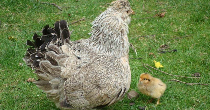 Chicken and chick in a field at Bosinver.