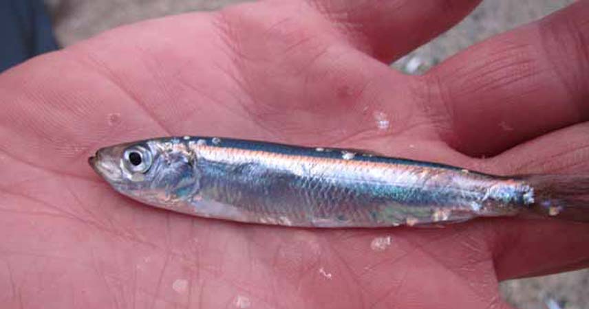 A small whitebait fish in the palm of a person's hand.