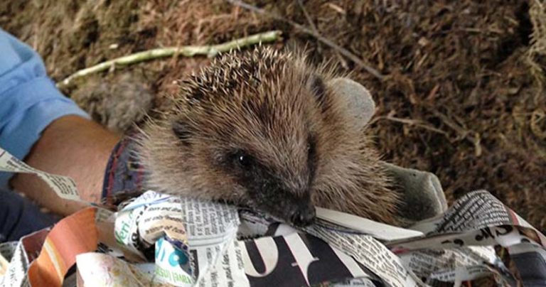 Hedgehog being held whilst wrapped in a towel