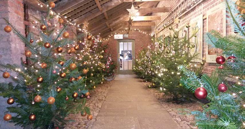 Rows of Christmas trees in Cornwall at the National Trust, with star decorations hanging from the ceiling.