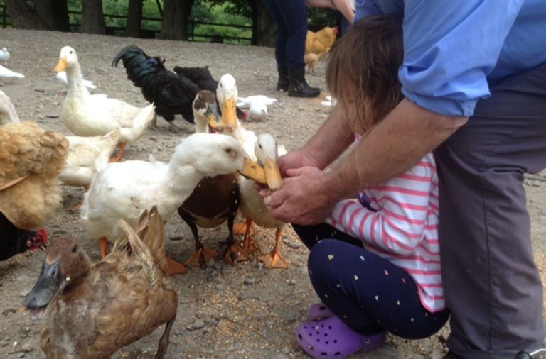 Small girl feeding the ducks at Bosinver with adult supervision.