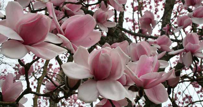 Close up shot of the flowers on a magnolia tree