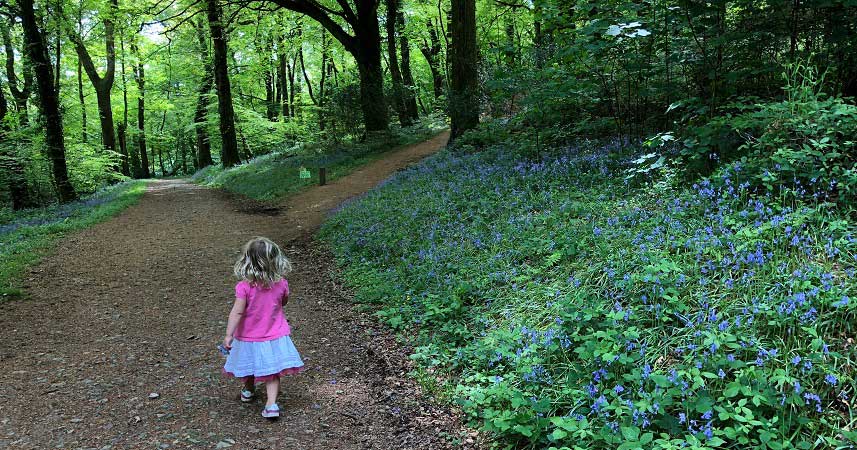 Young girl walking through the forest at Bosinver with bluebells