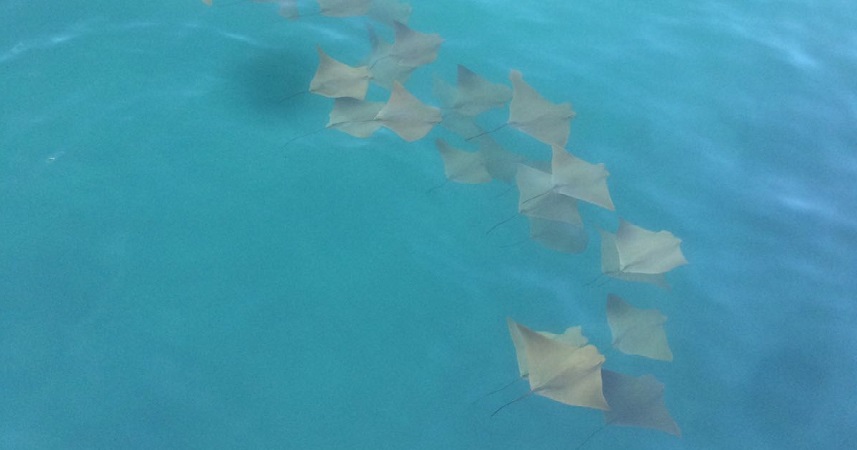 Aerial shot of a pod of stink rays in the ocean
