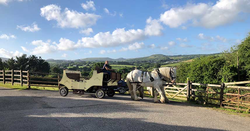 Horse and carriage with two white horses in front of the Cornish countryside