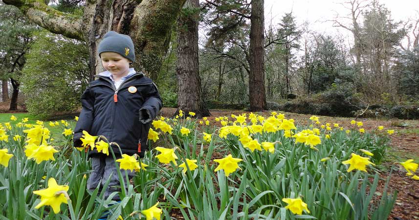 Small boy wearing winter clothes in a patch of daffodils