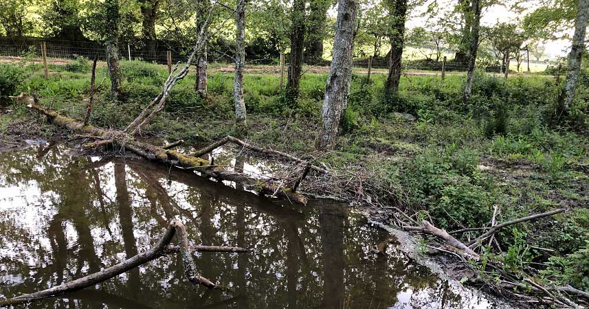 River with dam made from trees and sticks