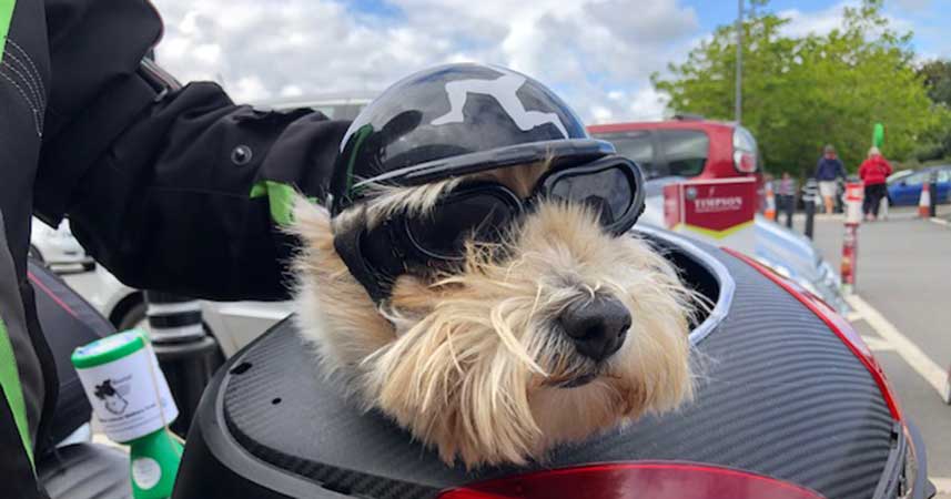 Dog wearing crash helmet and goggles. Sat inside a motorbike storage box