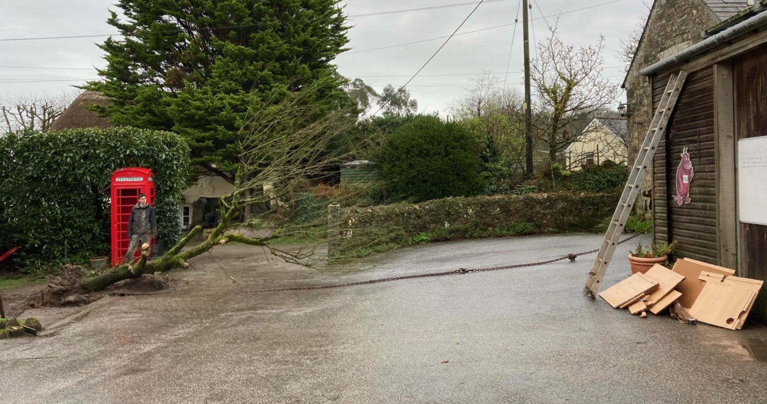 Golden elm tree at Bosinver being felled