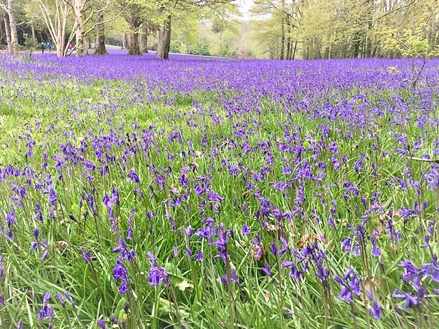 Bluebell Meadow
