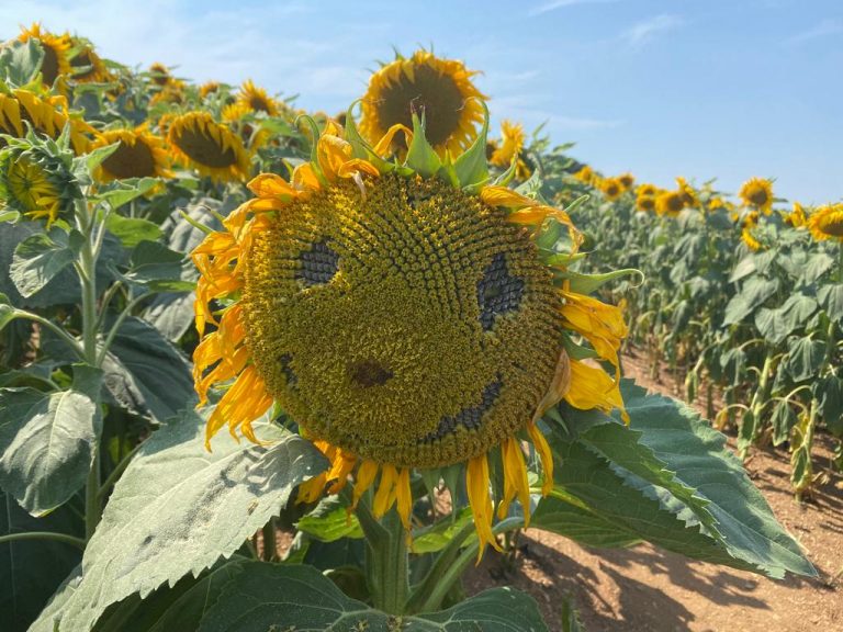 Smiley face on a sunflower in amongst a field of other sunflowers on a sunny day.
