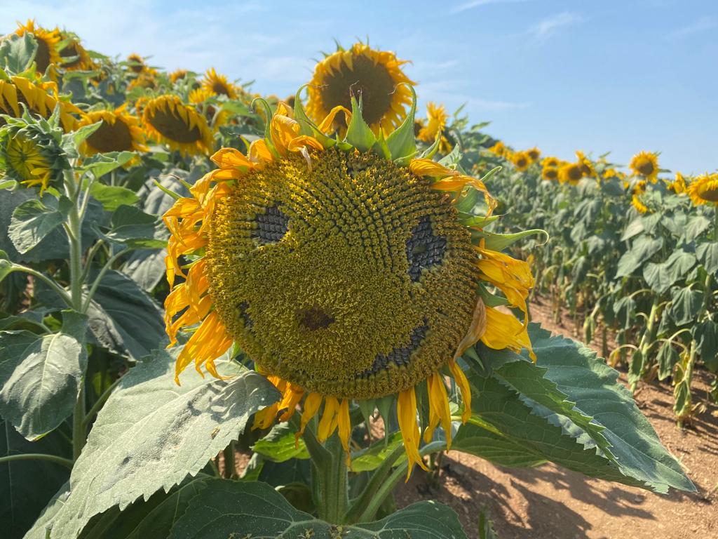 Smiley face on a sunflower in amongst a field of other sunflowers on a sunny day.