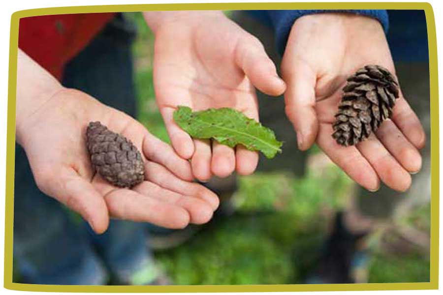Three people holding out their hands as they display pinecones and leaves.