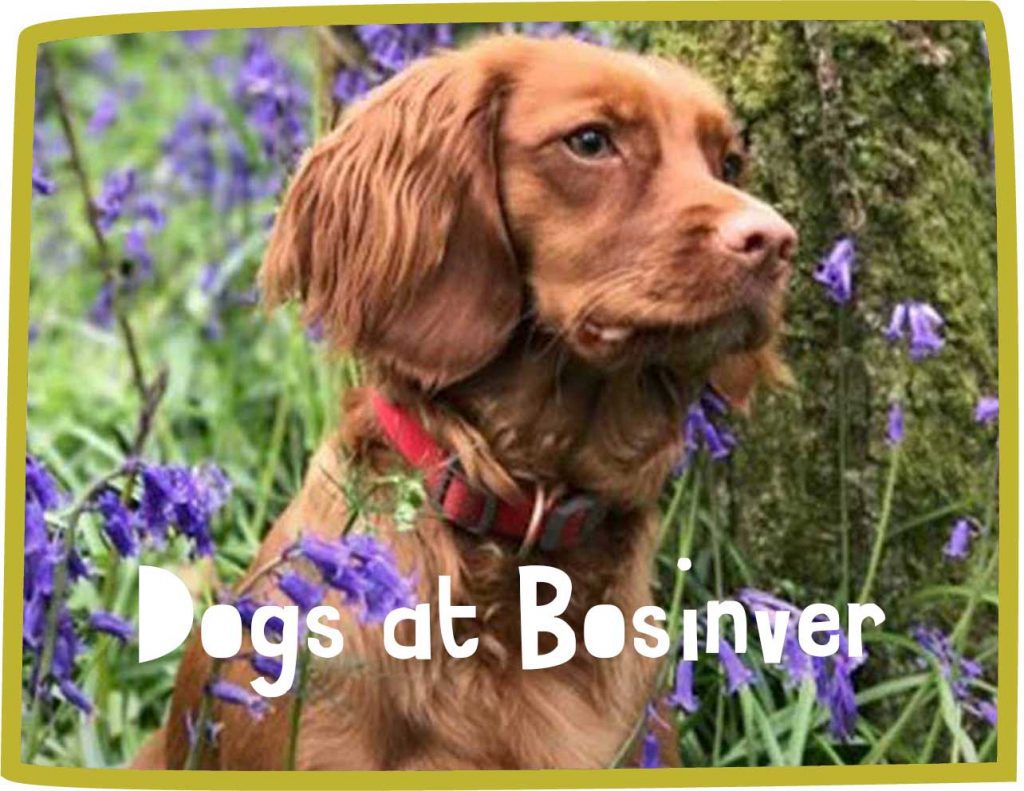 Green framed image of a tan cocker spaniel surrounded by bluebells with white text reading 'dogs at Bosinver'