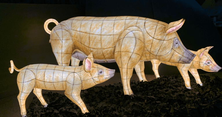 Pig lanterns at the Heligan Night Garden in Cornwall, UK