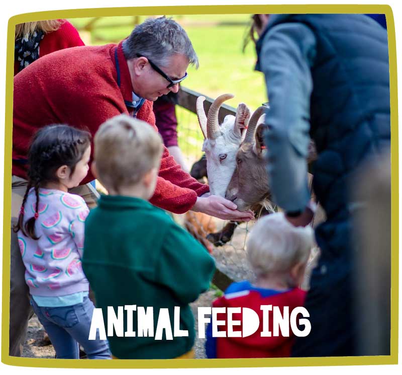 Group of children and adults feeding goats at Bosinver.