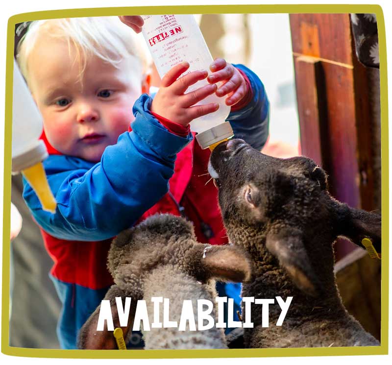 Toddler feeding lambs out of a bottle at Bosinver.