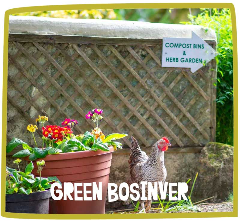 Chicken posing by two flower pots and a sign at Bosinver.