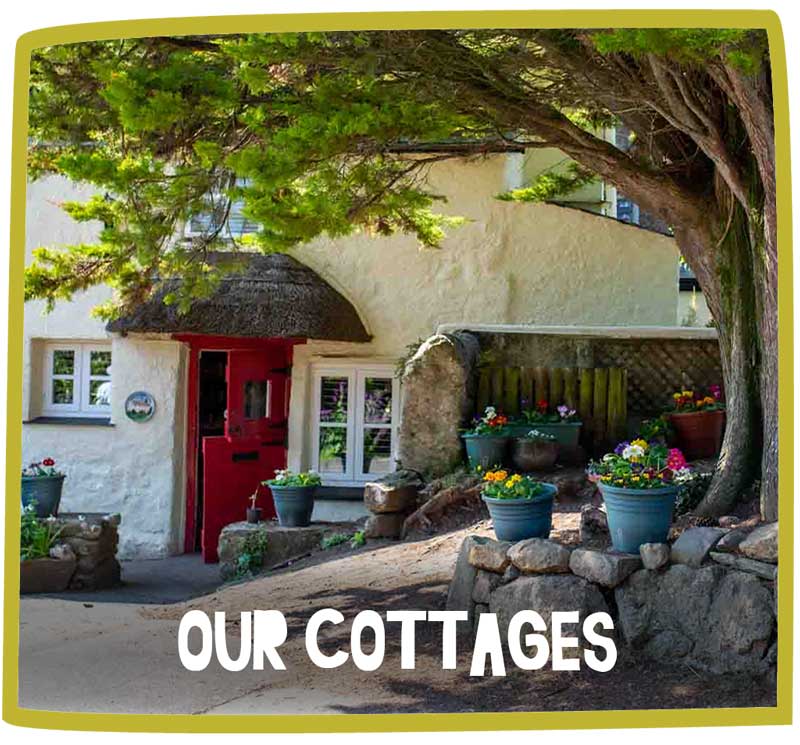 Cottage at Bosinver by a tree and surrounded by flower pots.