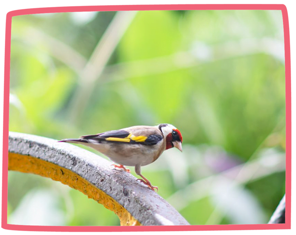 Close up of a bird on a branch at Bosinver.