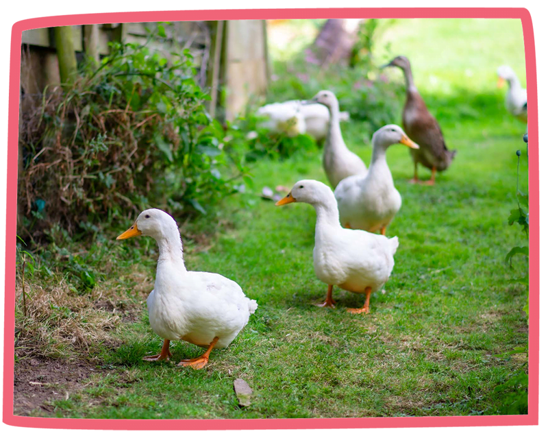 Line of ducks walking along the grass at Bosinver; four white ducks and one brown.
