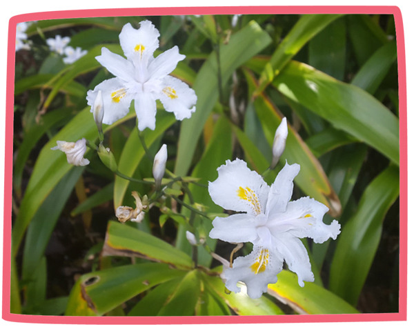 Close up of a white flower with green foliage in the background at Bosinver.