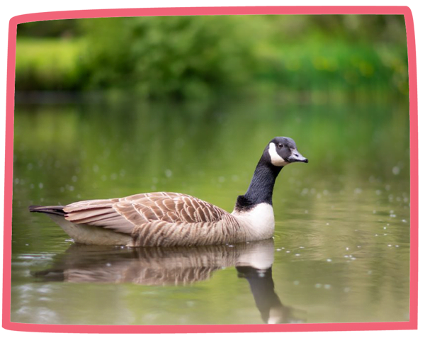 Goose swimming in a lake at Bosinver