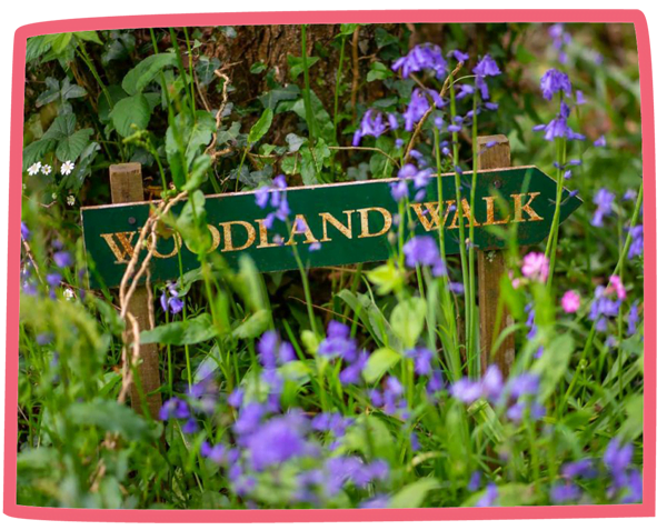 Sign for a woodland walk at Bosinver surrounded by bluebells.
