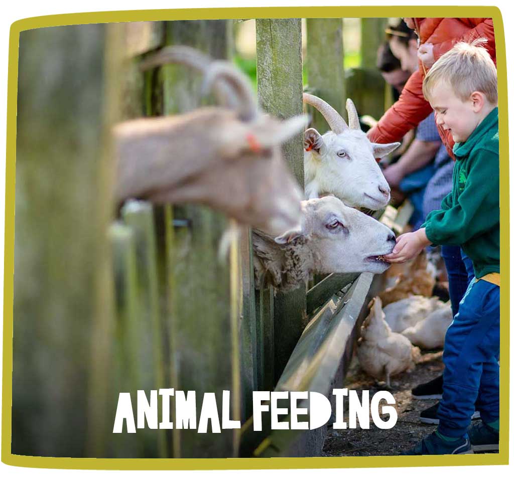 Young boy feeding the goats at Bosinver with a group of other people.