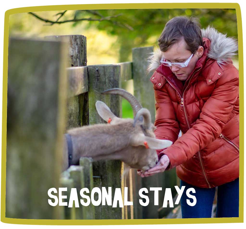 Guest feeding a goat at Bosinver over a fence.