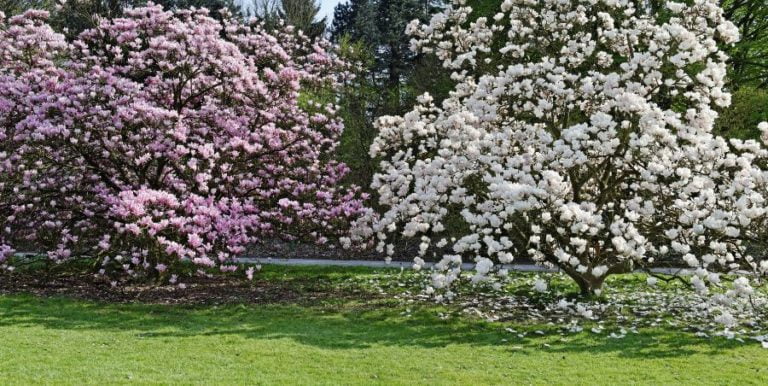 Two large white and pink magnolia trees in full bloom