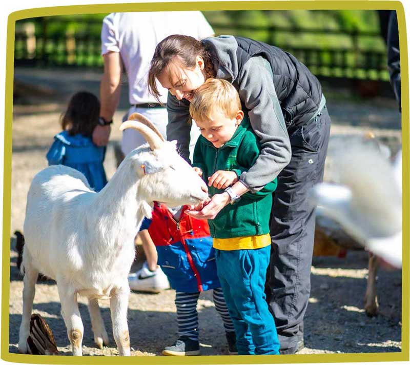 Woman helping a small boy feed a white goat at Bosinver.