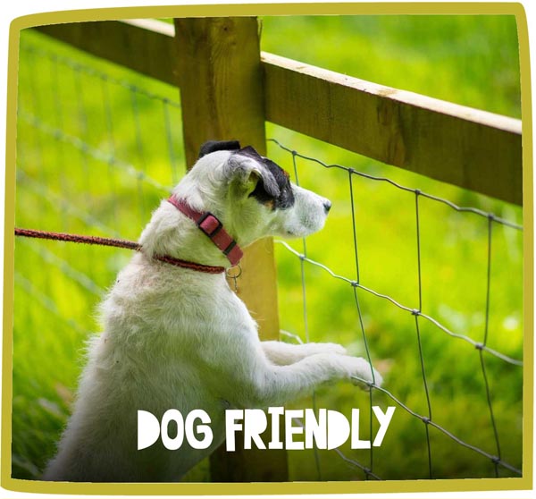 White Jack Russell dog jumping up a fence with a red lead and collar on.