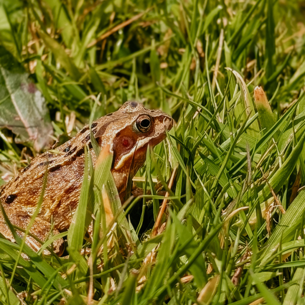 frog