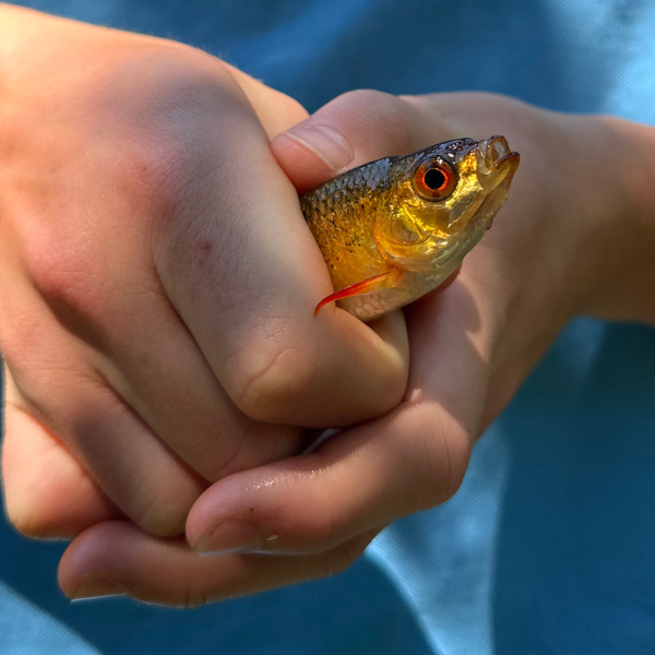 fish